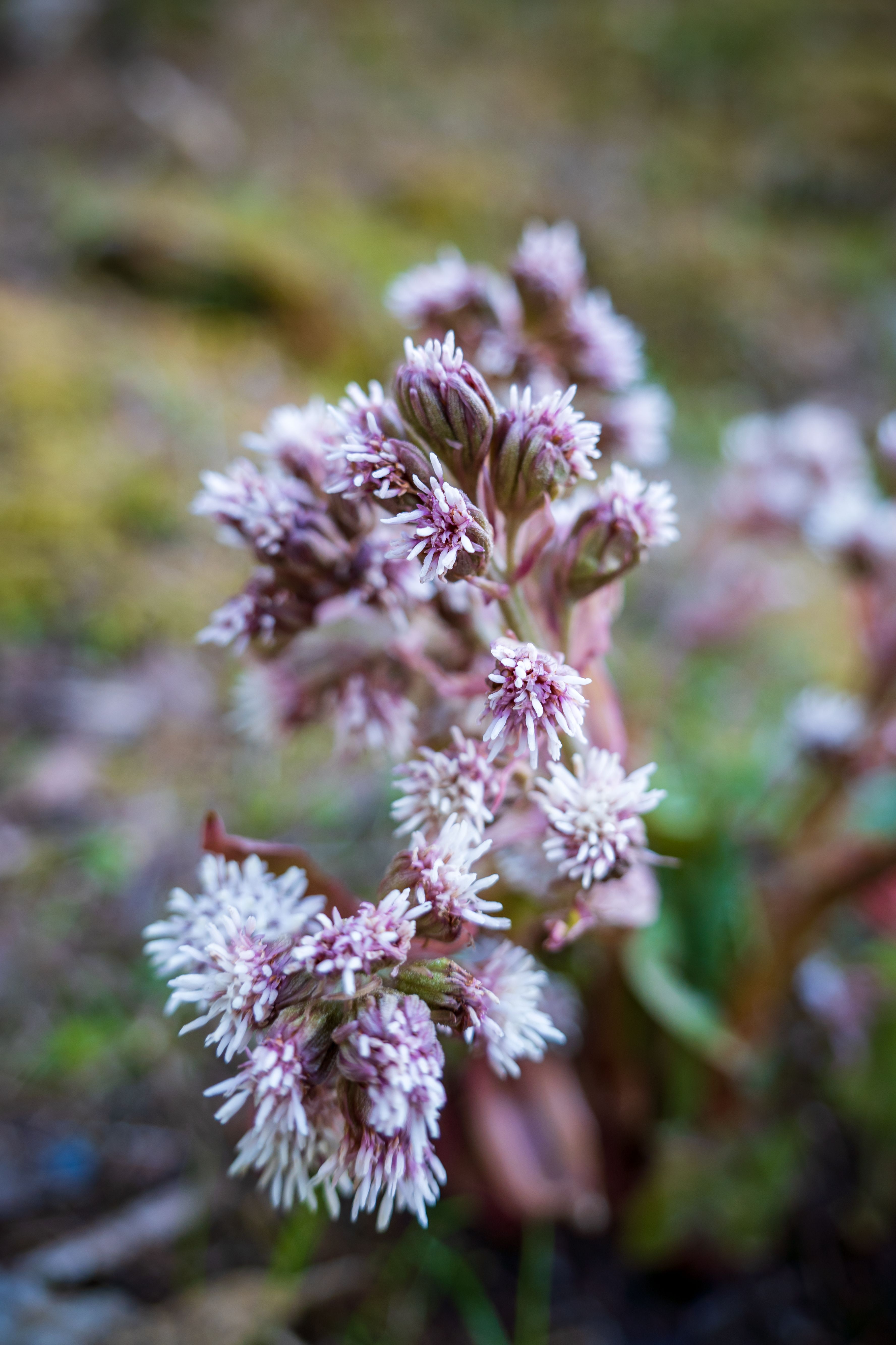 A small plant with white flowers in the middle of the forest · Free ...