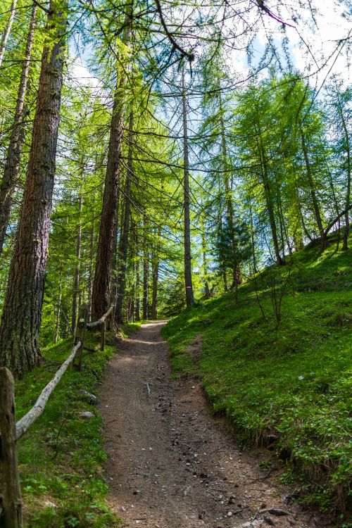 Free Discover a serene footpath winding through lush Livigno forest, perfect for nature walks. Stock Photo