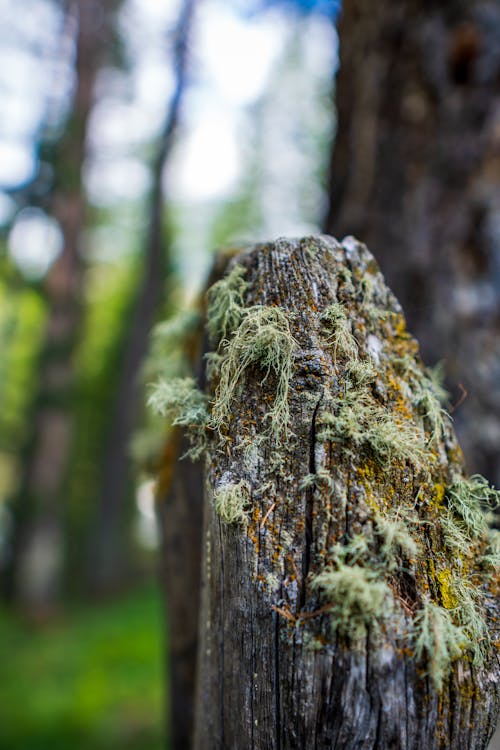 A mossy post with a tree in the background