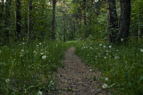 Foto d'estoc gratuïta de bany de bosc, Camí, caminant