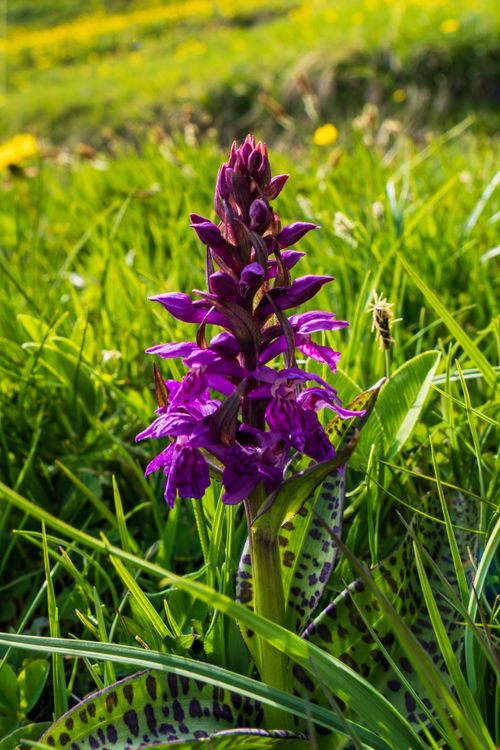 Free Close-up of a wild orchid in Livigno's greenery, showcasing vibrant petals. Stock Photo