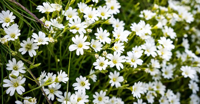 Gypsophile : Guide Culture et Entretien Facile