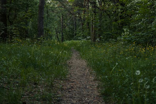 Foto d'estoc gratuïta de bany de bosc, bosc, boscos