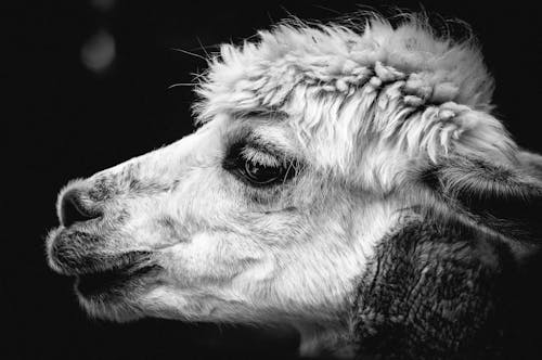 Primo Piano Di Alpaca