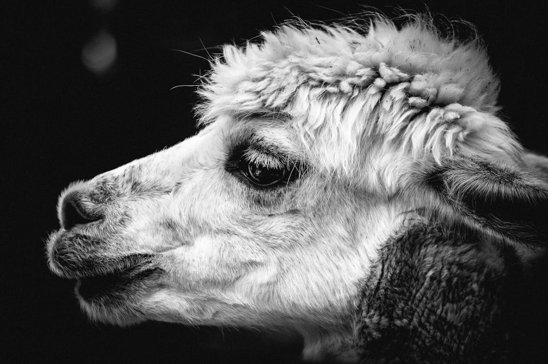 gratis Close Up Van Alpaca Stockfoto