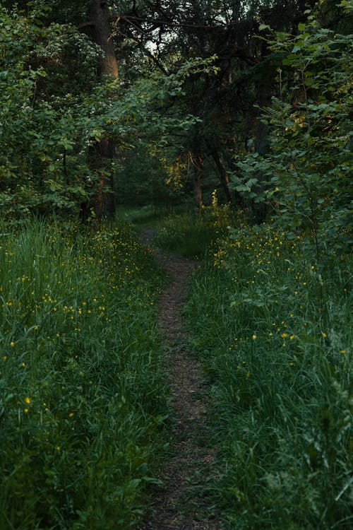 Gratis arkivbilde med blad, blomst, daggry