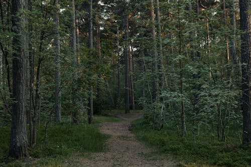 Gratis arkivbilde med bartre, blad, daggry