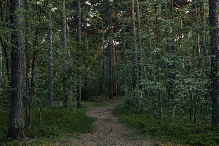 Beyond the Trees: The Unforeseen Rewards of Forest Bathing thumbnail