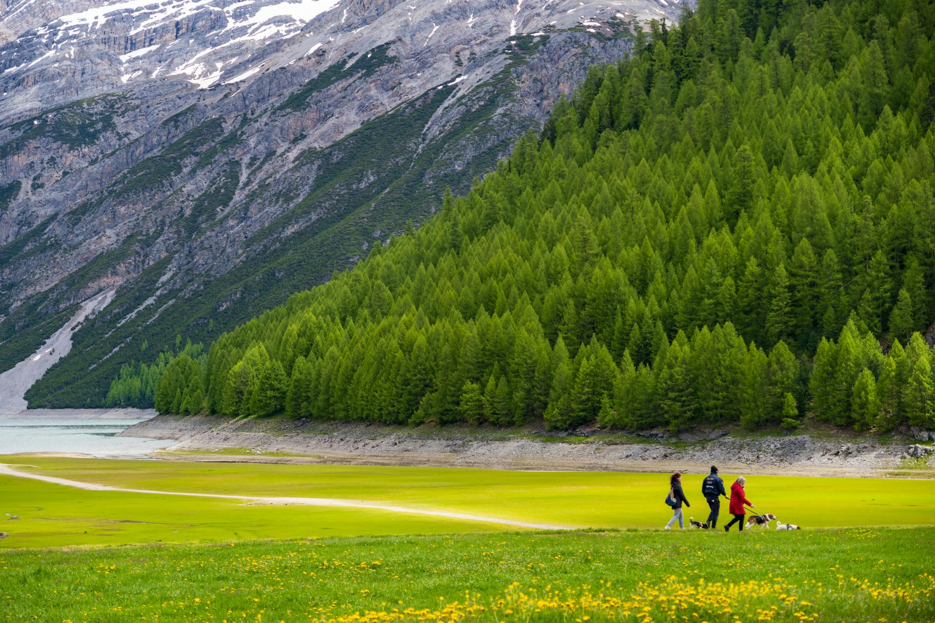 People with Dogs Walking in the Mountain Valley