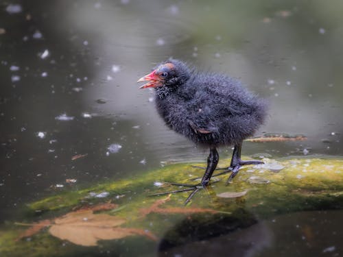 Free stock photo of animal portrait, baby animal, beauty in nature