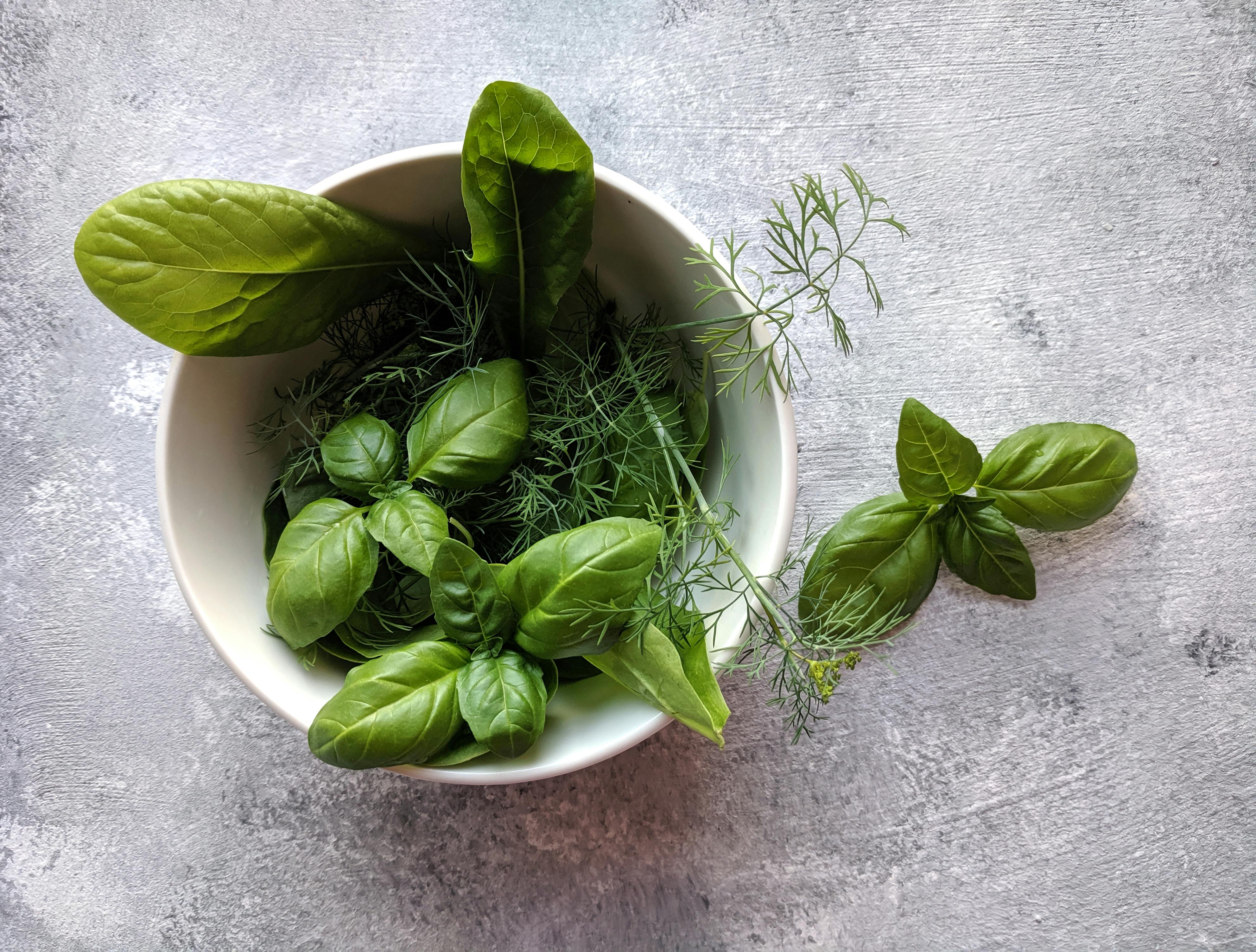 Basil Photos Download The BEST Free Basil Stock Photos HD Images