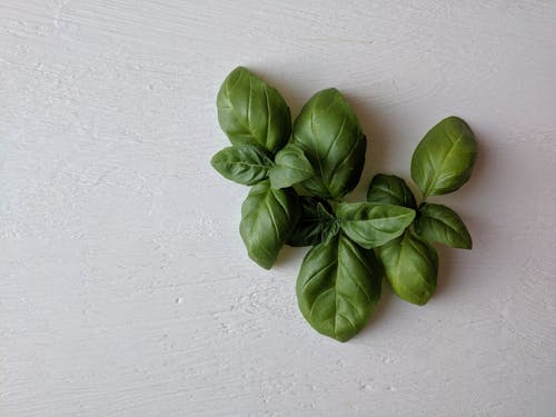 Green Leaves On White Surface