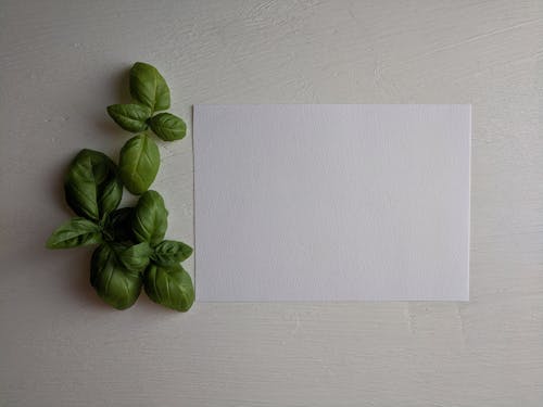 White Printer Paper Besides Green Leaves