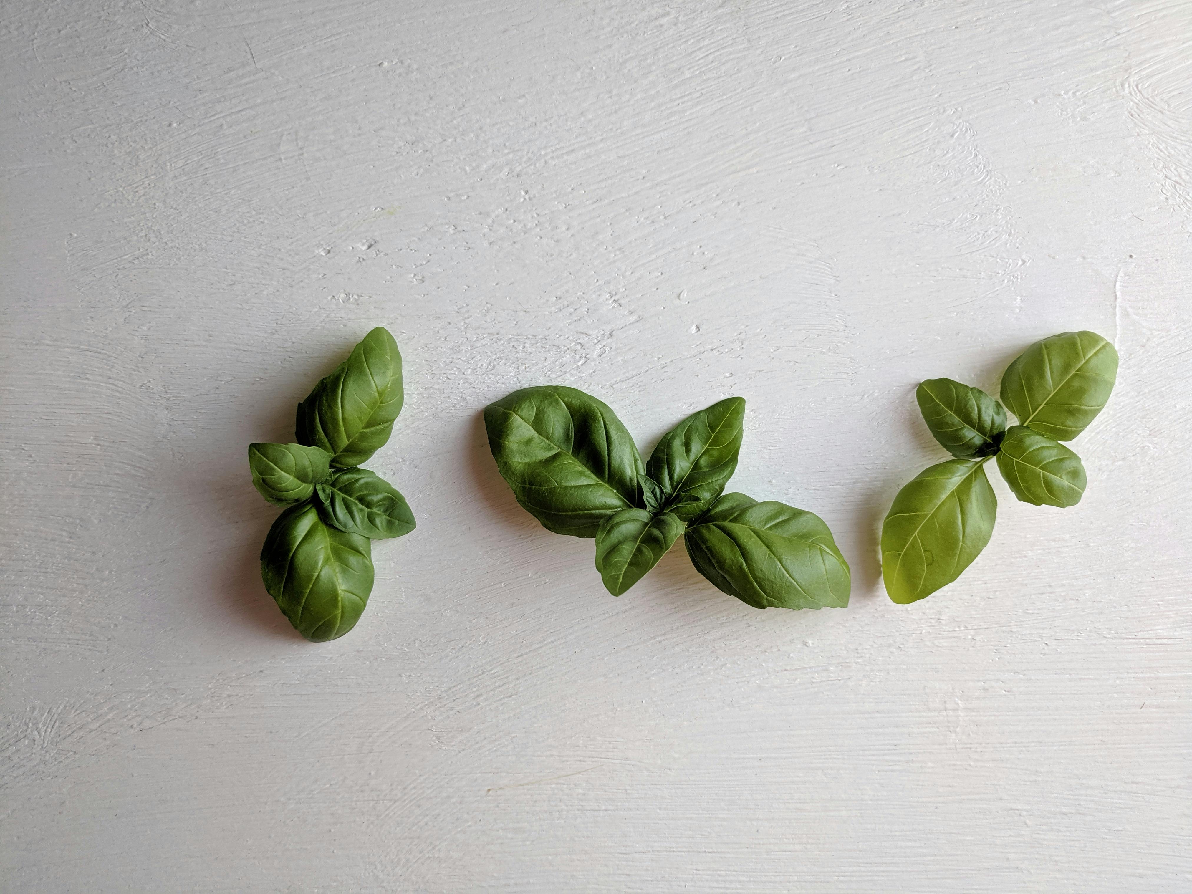 patting fresh basil leaves dry with a paper towel - caprese appetizer recipe