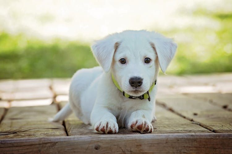 Portrait Of A Dog