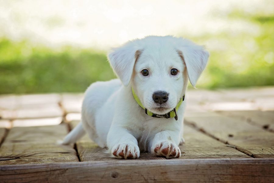 Beautiful senior dog representing biological age testing