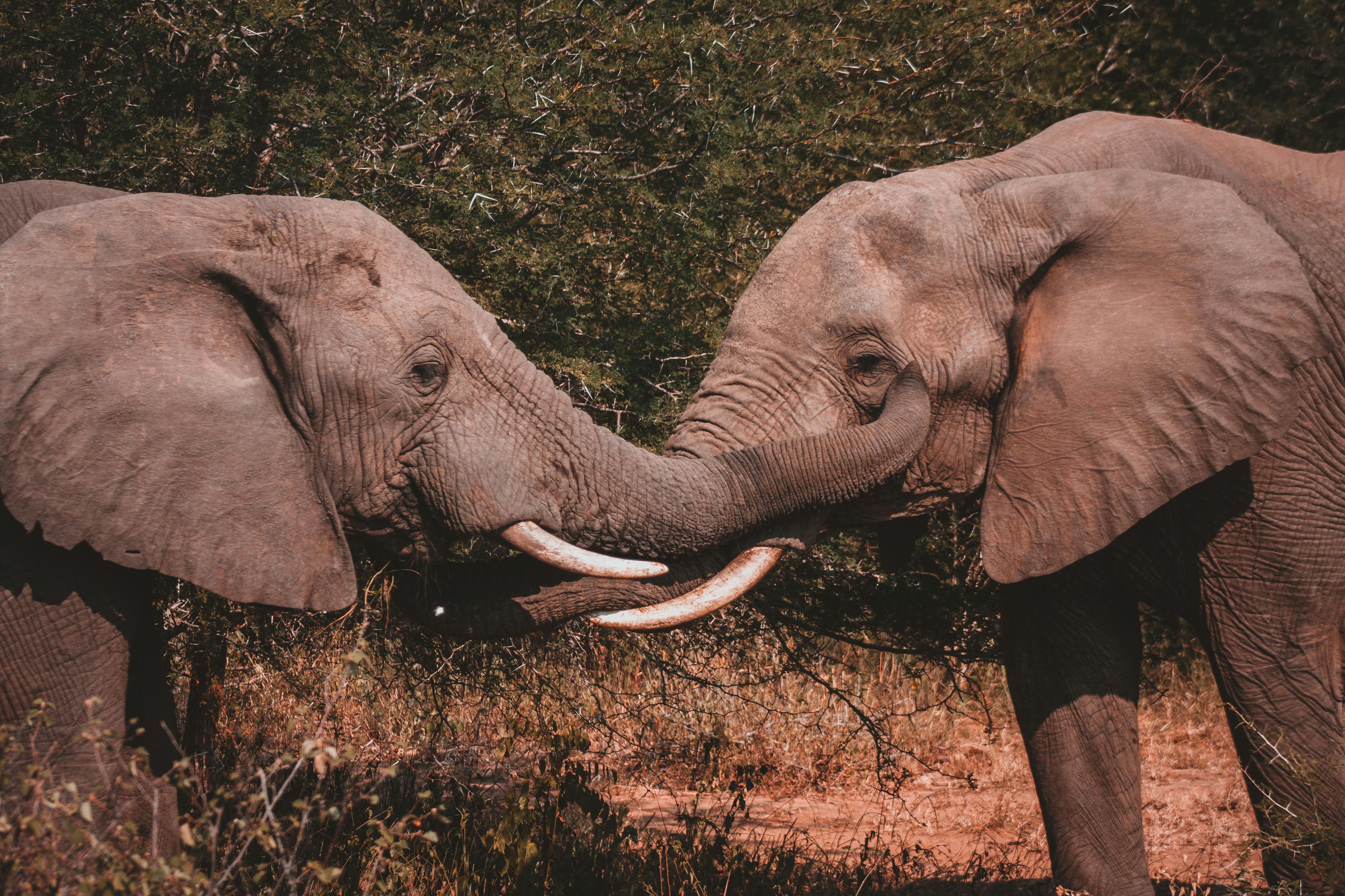 elephants intertwining trunks in kruger national park