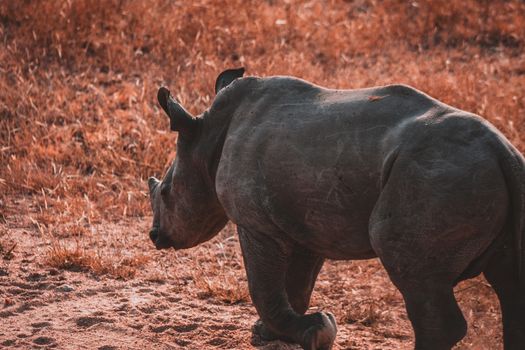 Rhino Grazing in African Savanna