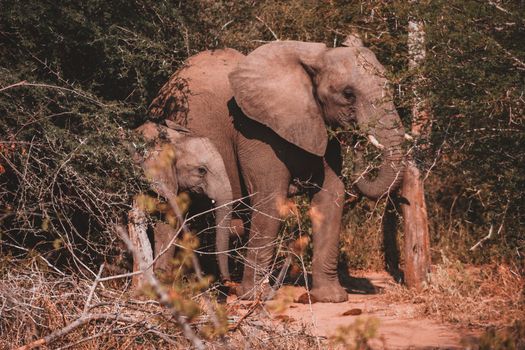 Hwange elephant safari extension — Victoria Falls