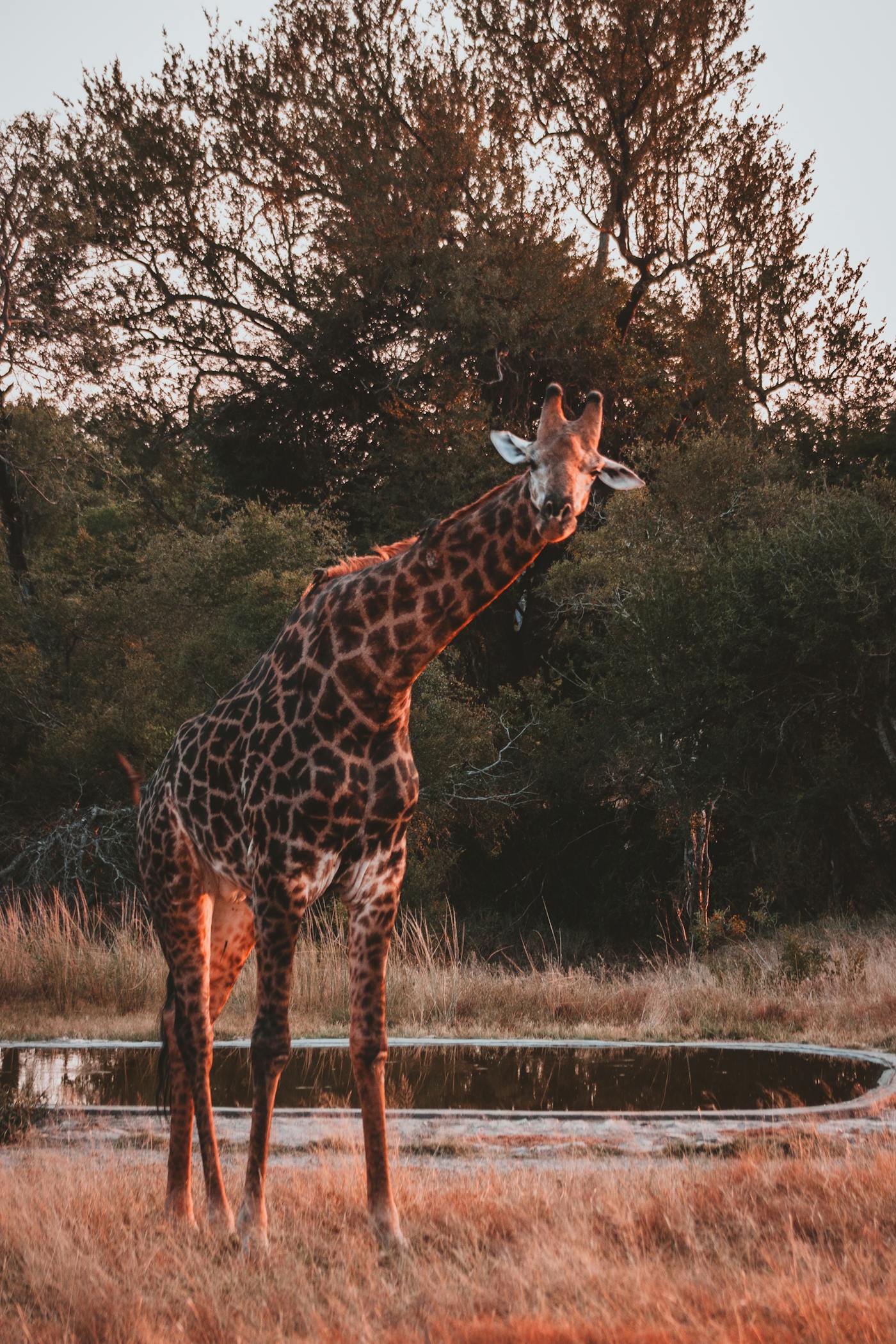 Giraffa solitaria che pascola nella savana al tramonto dorato