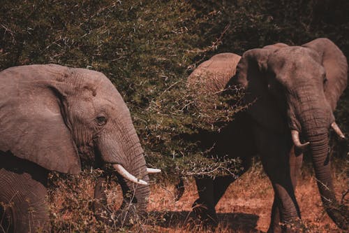 Imagine de stoc gratuită din @în aer liber, african, african elefant