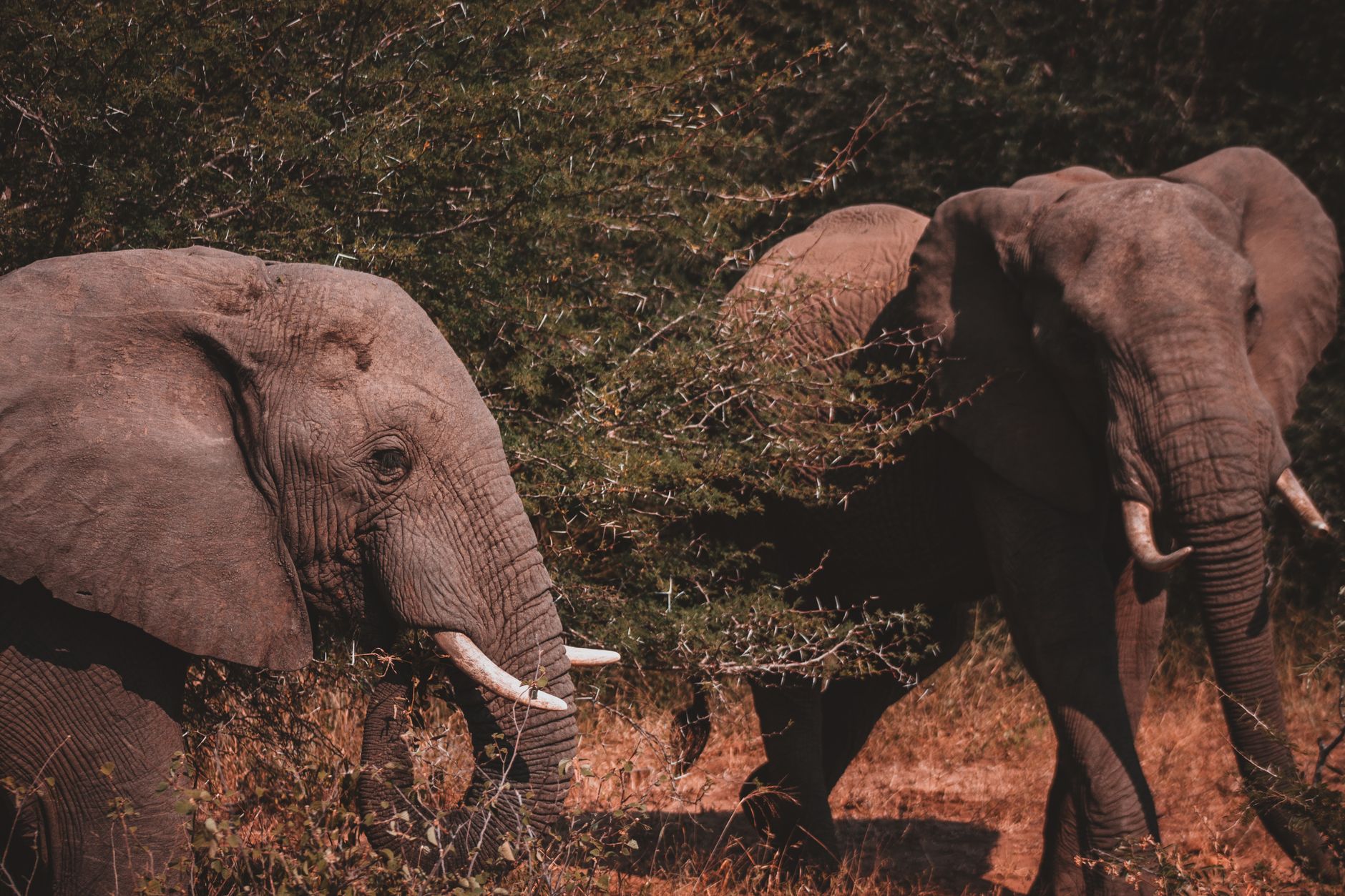 Kruger National Park