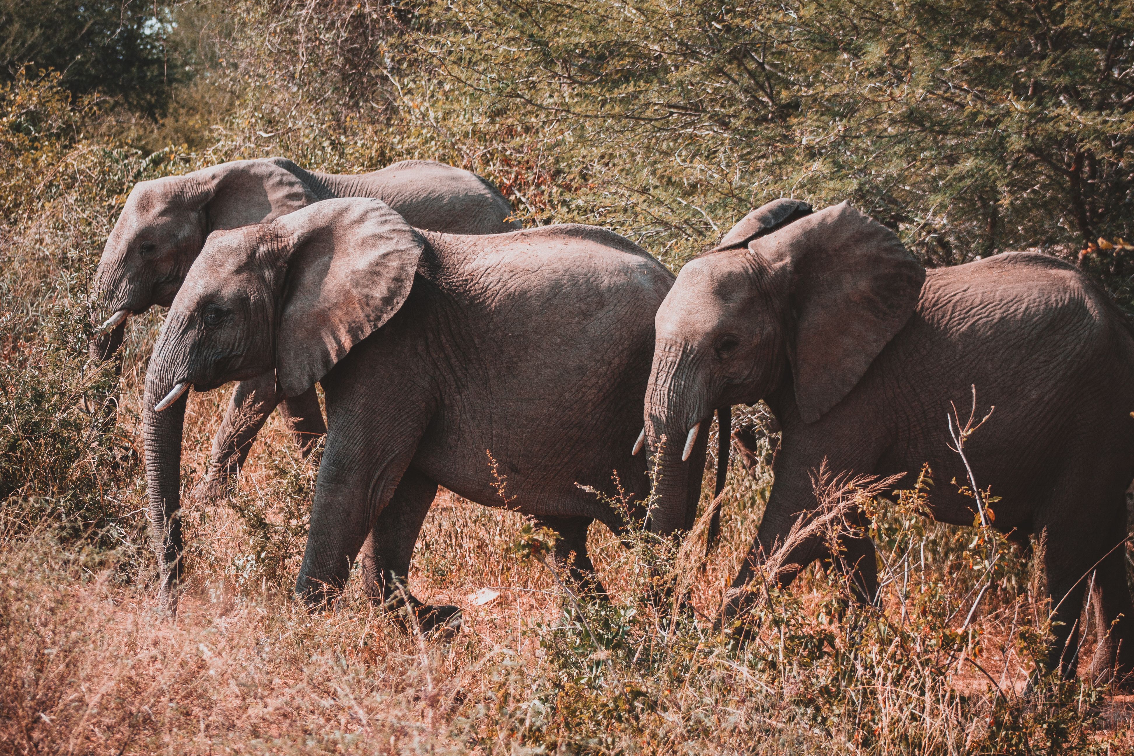 Africa Travel Guide: 2026's Best Destinations, Events, Attractions and More — Photo by Lloyd Douglas on Pexels