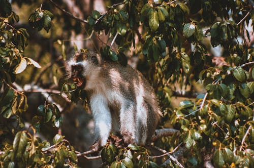 Vervet Monkey in Kruger National Park