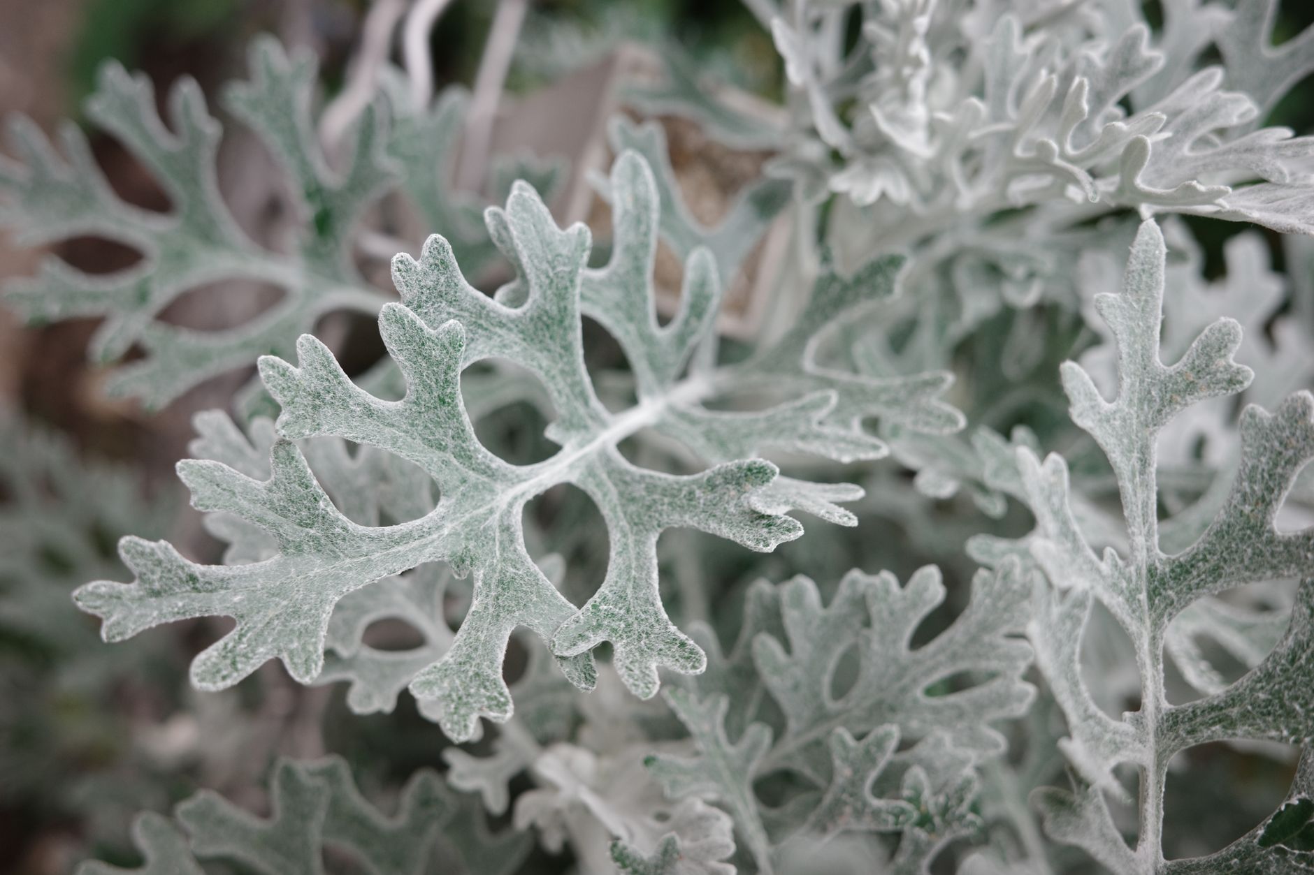 dusty miller plant, Growing Conditions That Keep It Looking Clean dusty miller plant, Growing Conditions That Keep It Looking Clean