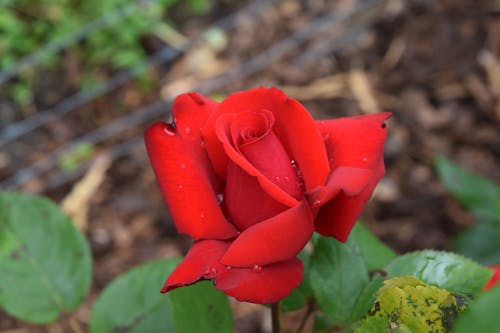 Free stock photo of red rose Stock Photo