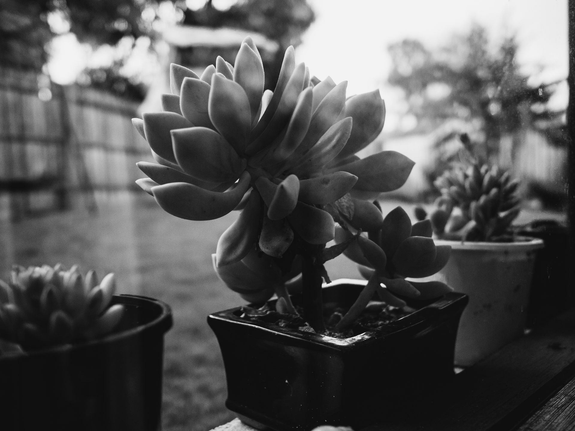 Close-up of a succulent plant in a pot, captured in black and white for a minimalist garden aesthetic.