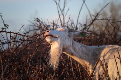 Imagine de stoc gratuită din animal, apus, arbore