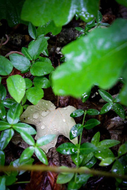 Kostnadsfri bild av blad, natur, regndroppar