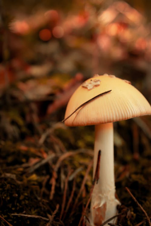Free stock photo of forest mushroom, fungi, fungus