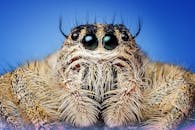 一张毛茸茸的跳跃蜘蛛特写图像，眼睛和皮毛细节清晰，背景为蓝色