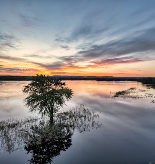 Immagine gratuita di acqua, alba, albero