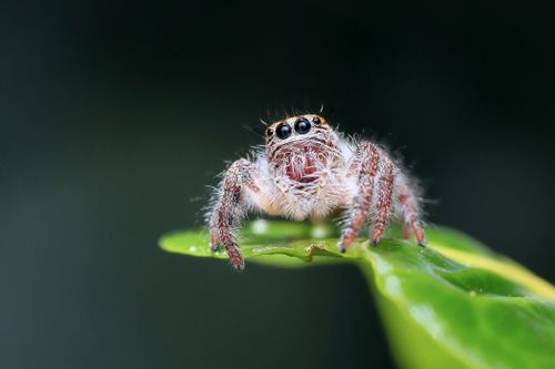 Close-up of a jumping spider on a green leaf