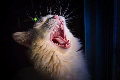 Close-up Photo of Yawning White Cat