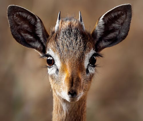 1000 Susse Tiere Fotos Pexels Kostenlose Stock Fotos