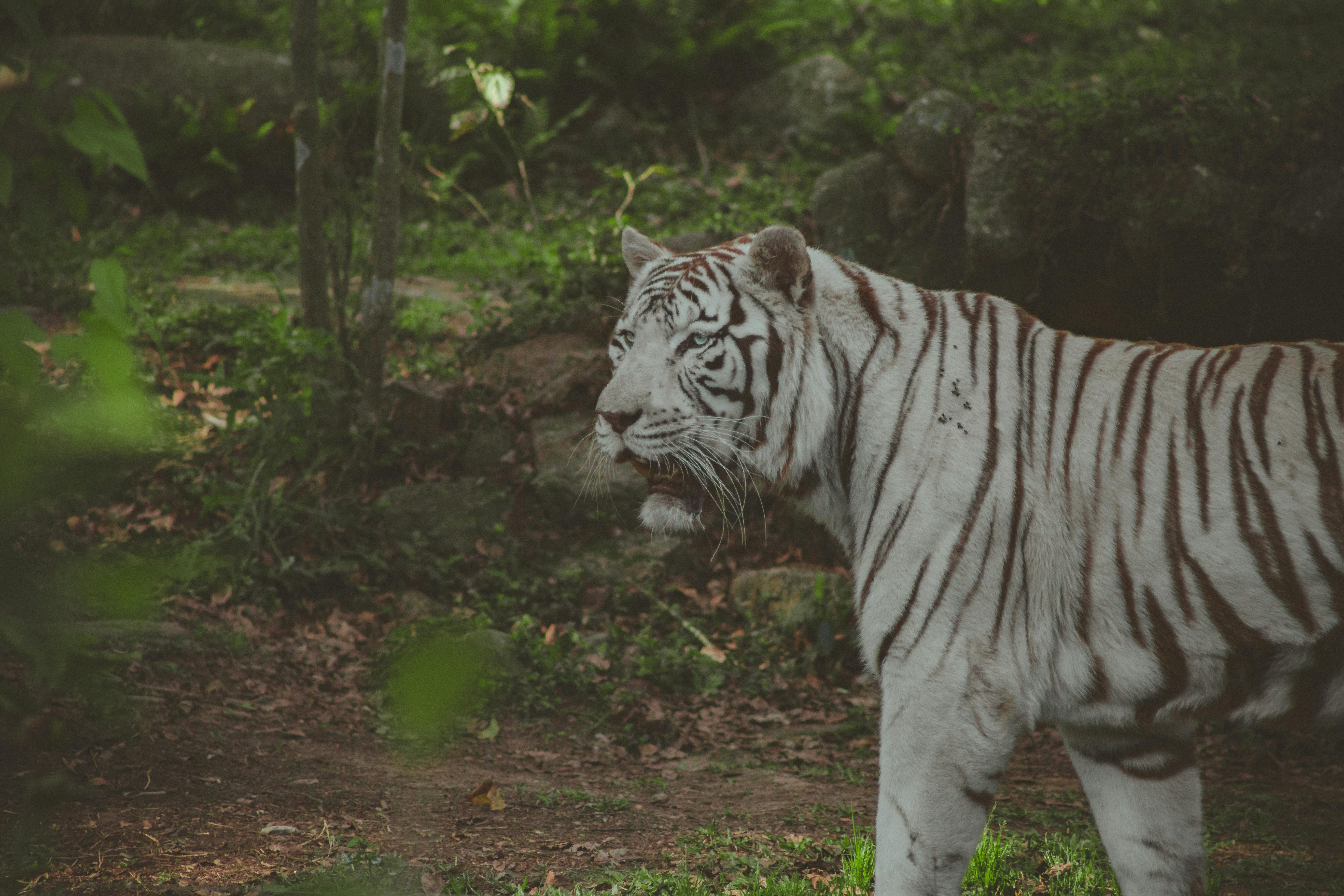 Papéis de parede de tigre branco para iphone e android.