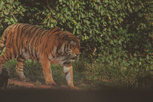 Tigre Del Bengala