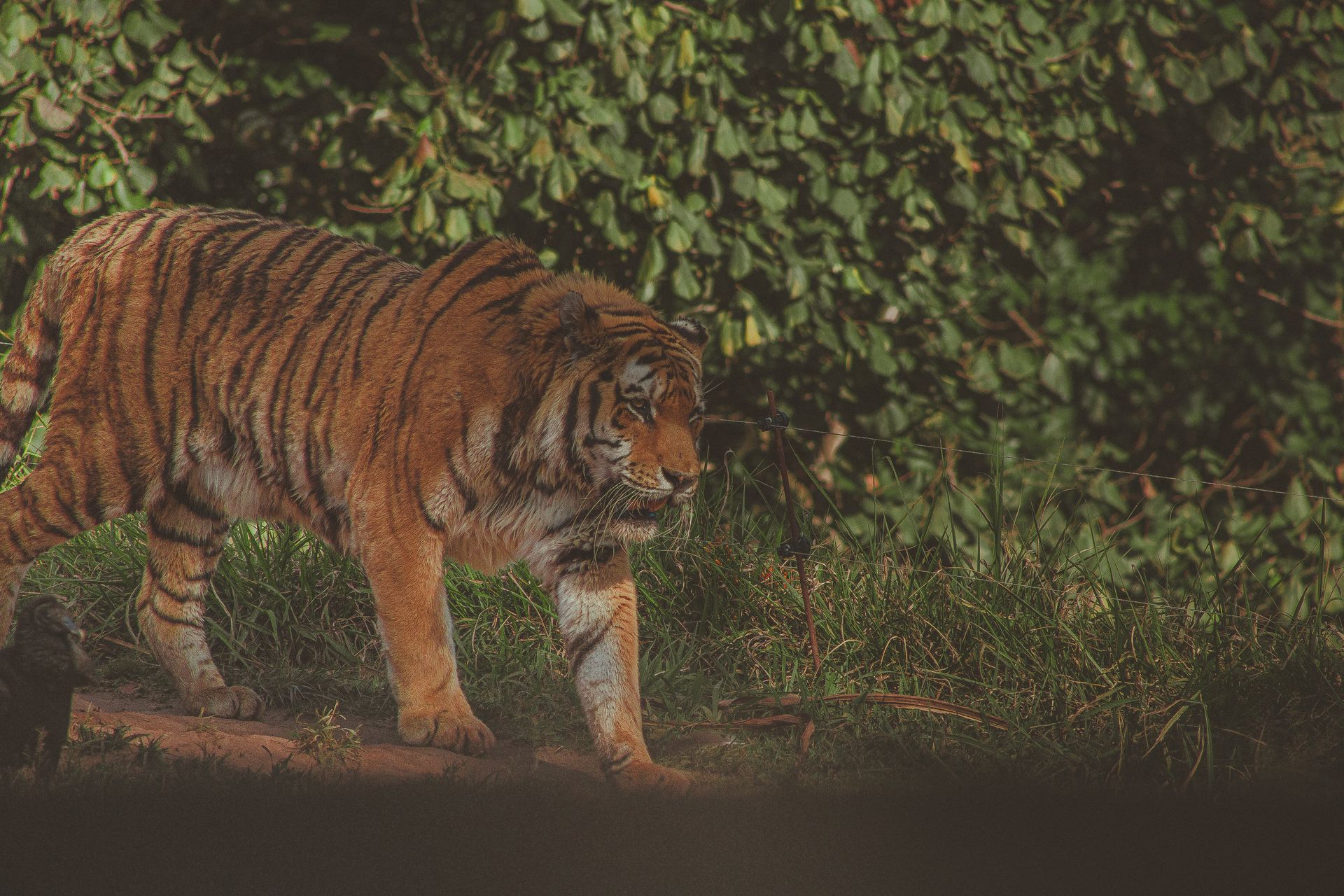 Bengal Tiger