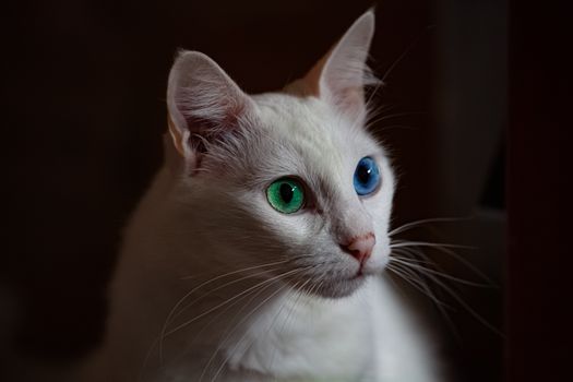 柔和灯光下，一只白色猫的特写镜头，长着引人注目的绿色和蓝色眼睛
