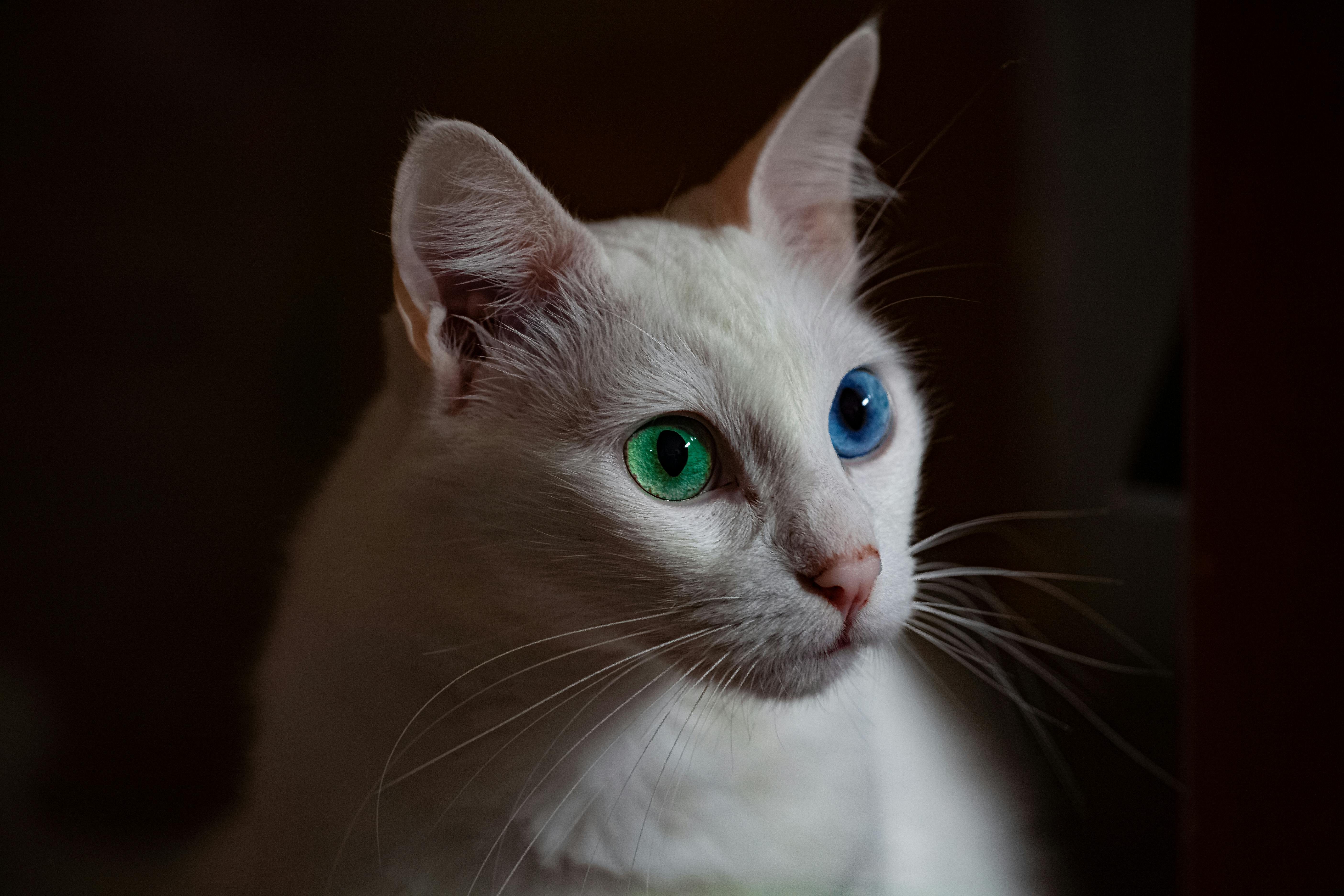 white short haired cat