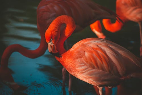 Close-up Photo of Pink Flamingos Standing in Water