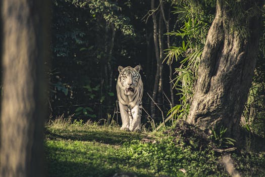 一只引人注目的白虎从阴暗的丛林中现身，彰显了它在野外的强大存在