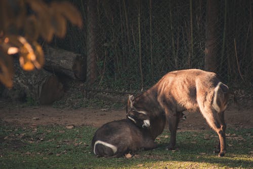 Základová fotografie zdarma na téma denní světlo, dítě, fotografování zvířat