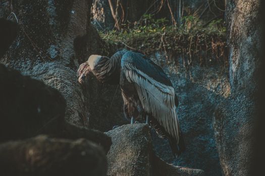 Photo Of Vulture Perched On Top Of The Rock