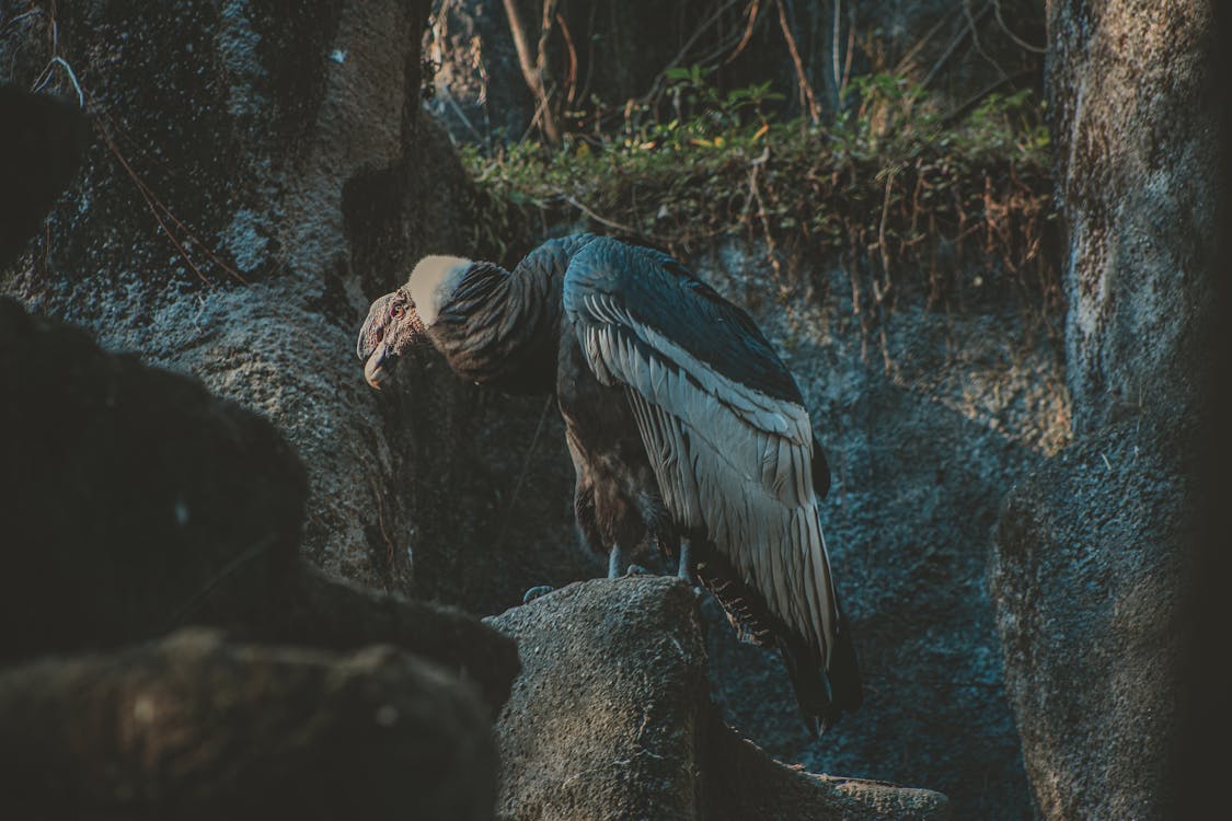 Free Photo Of Vulture Perched On Top Of The Rock Stock Photo
