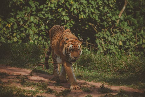 Photo of Tiger Walking Alone on Dirt Road